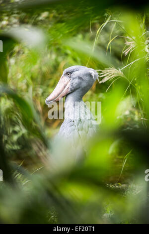 Shoebill (Balaeniceps rex) also known as whalehead or shoe-billed stork, is a very large stork-like bird. It derives its name fr Stock Photo