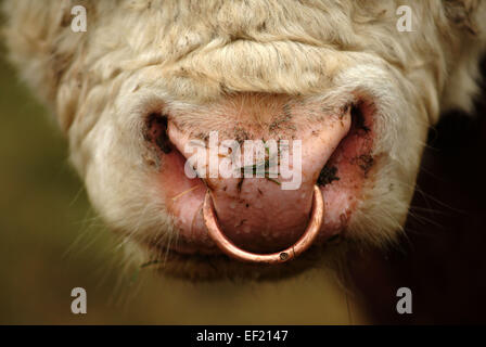 Rare breed Hereford cattle Stock Photo