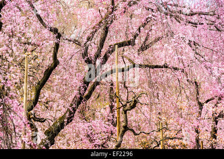 Cherry Trees in Kyoto, Japan. Stock Photo