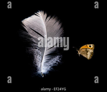 Butterfly and feather Stock Photo