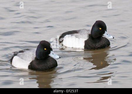 Two male Lesser Scaup ducks Aythya Affinis Stock Photo