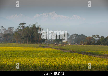 Himalayan mountains and mustard seed fields - Sauraha (Terai), Nepal Stock Photo