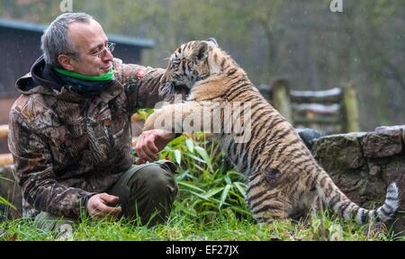 Dragan, the small Siberian tiger, plays with his surrogate father, zookeper Uwe Fanke, at the zoo in Eberswalde, Germany, 20 January 2015. Siberian tigers in the wild have been nearly wiped out over the past 80 years. All the more joy over the birth of the tiger cub at the Eberswalde Zoo 07 October 2014. This is already the zoo's 30th tiger birth since 1981. Dragan was unfortunately left by his mother much too early and must therefore be reared by zookeeper Fanke. In spring Dragan should receive his own enclosure where he can then be seen by visitors. Photo: Patrick Pleul/ZB Stock Photo