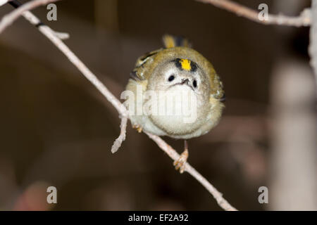 Goldcrest (Regulus regulus).Wild bird in a natural habitat. Timirjazevsky park, Moscow. Russia. Stock Photo