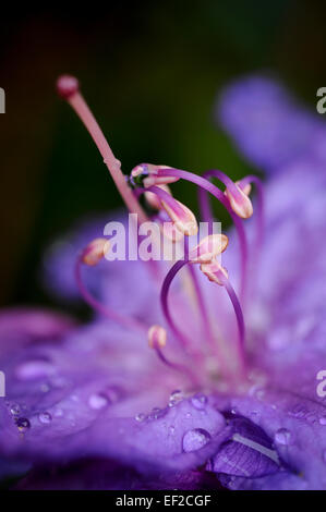 Stamens of a Rhododendron 'Blue Diamond' in close up in an English garden. Stock Photo