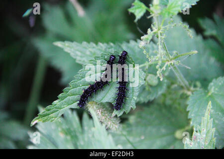 Two black caterpillars on leaf of a plant Stock Photo