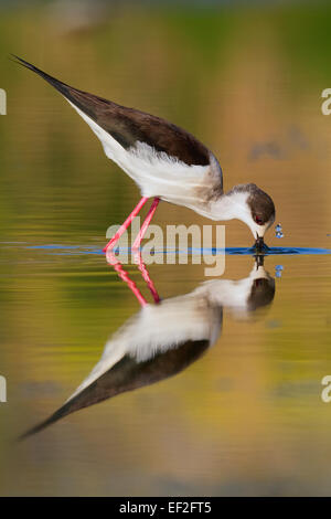 Black-winged Stilt at sunset Stock Photo