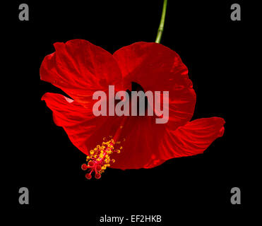 Red hibiscus flower with green stem and yellow petals isolated on black. Stock Photo