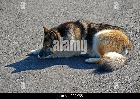 Alsation or German Shepard cross-bred crossbreed dog relaxing on a tarmac road in Ireland Stock Photo