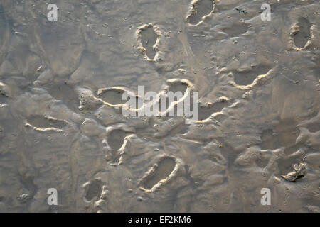 Bird and man footprints in mud on the foreshore Stock Photo