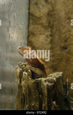 male crested gecko poking head out of artificial hide Rhacodactylus ciliatus / Correlophus ciliatus Stock Photo