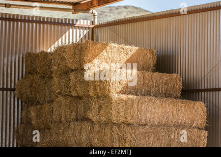 Stacked bales of hay in a shed. Stock Photo