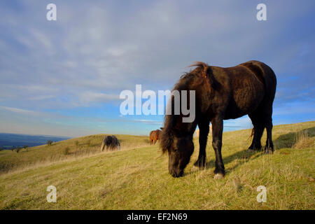 Dartmoor Ponies grazing on Barton Hills National Nature Reserve, Bedfordshire, UK Stock Photo