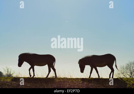 Zebra silhouetted against sunset Stock Photo