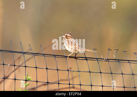 Song sparrow perched on a fence. Stock Photo