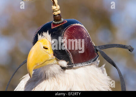 North American Bald Eagle wearing a falconry hood Stock Photo