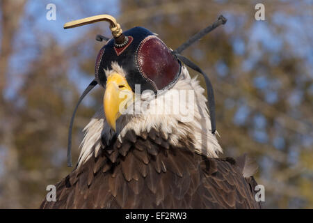 North American Bald Eagle wearing a falconry hood. Stock Photo