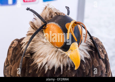 North American Bald Eagle wearing a falconry hood Stock Photo