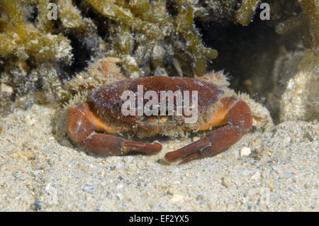 Splendid pebble crab, Etisus splendidus, Kaneohe Bay, Oahu, Hawaii Stock Photo