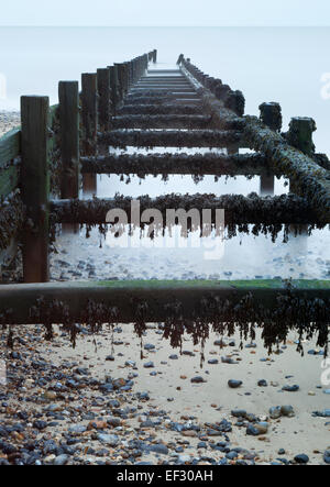 Seaweed on Groynes at Happisburgh Beach in Winter in Norfolk England Stock Photo