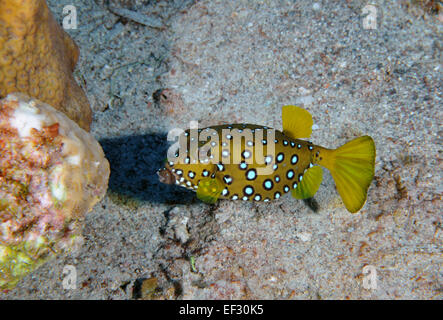 Yellow boxfish, Ostracion cubicus, young adult coloration, Eilat, Red Sea,  Israel Stock Photo