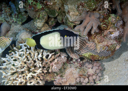 Red Sea angelfish, Apolemichthys xanthotis, Eilat, Red Sea,  Israel Stock Photo