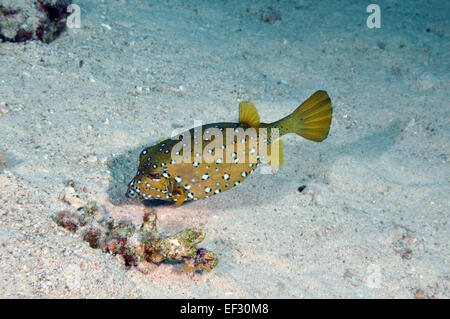 Yellow boxfish, Ostracion cubicus, young adult coloration, Eilat, Red Sea,  Israel Stock Photo