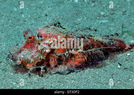 Filamented devilfish, Inimicus filamentosus, Eilat, Red Sea,  Israel Stock Photo