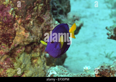 Yellowtail tang or Red Sea sailfin, Zebrasoma xanthurum, Eilat, Red Sea, Israel Stock Photo