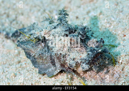 Filamented devilfish, Inimicus filamentosus, Eilat, Red Sea,  Israel Stock Photo