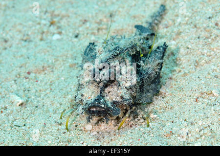 Filamented devilfish, Inimicus filamentosus, Eilat, Red Sea,  Israel Stock Photo