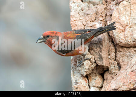 Red Crossbill (Loxia curvirostra), finch, male, feeding on minerals, Spain Stock Photo