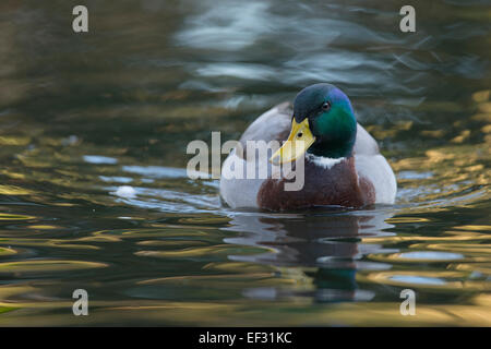 Mallard (Anas platyrhinchos), drake, Emsland, Lower Saxony, Germany Stock Photo