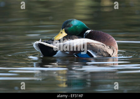 Mallard (Anas platyrhinchos), drake, Emsland, Lower Saxony, Germany Stock Photo