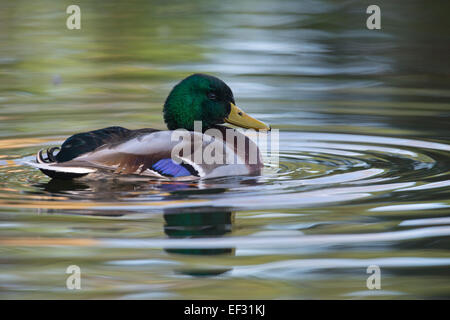 Mallard (Anas platyrhinchos), drake, Emsland, Lower Saxony, Germany Stock Photo