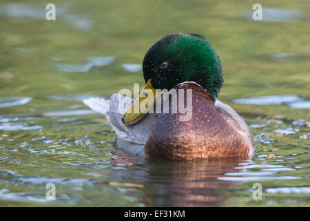 Mallard (Anas platyrhinchos), drake, Emsland, Lower Saxony, Germany Stock Photo