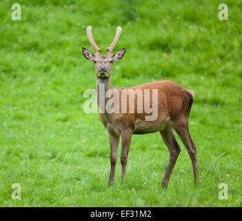 Red Deer (Cervus elaphus), young stag with velvet antlers, captive, Bavaria, Germany