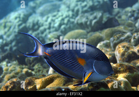 Sohal surgeonfish or Red Sea clown tang, Acanthurus sohal, Eilat, Red Sea, Israel Stock Photo