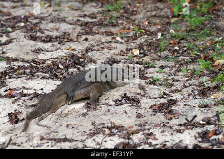 Mating Land Monitor Lizards Varanus bengalensis Stock Photo