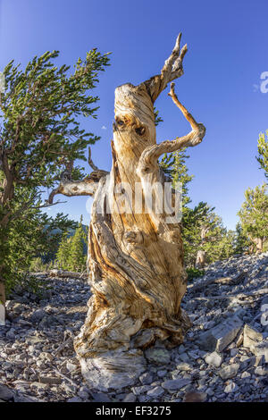 Bristlecone Pine (Pinus longaeva), Great Basin National Park, Baker, Nevada, United States Stock Photo