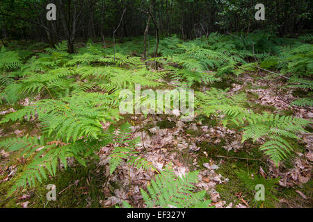 Ferns growing on the forest floor, Söderåsen National Park, Ljungbyhed, Skåne County, Sweden Stock Photo