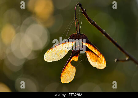 Sycamore seeds (Acer pseudoplatanus), Germany Stock Photo