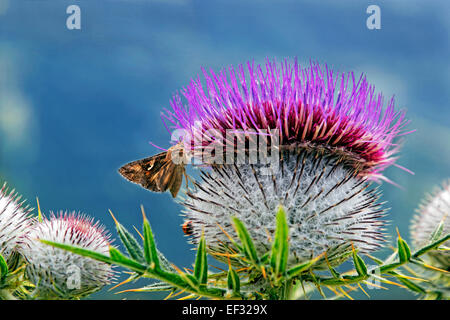 Woolly Thistle (Cirsium eriophorum), Bavaria, Germany Stock Photo