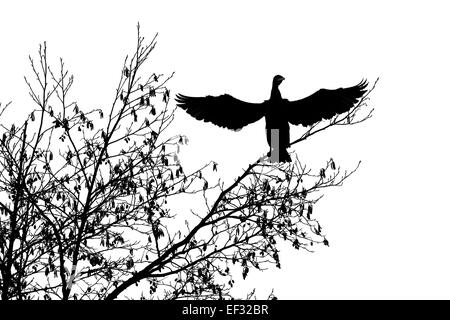 Common Cormorant (Phalacrocorax carbo), perched on a tree with spread wings, Hesse, Germany Stock Photo