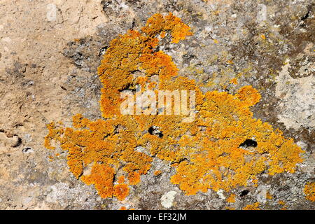 Yellowish lichens growing on light gray rock Stock Photo