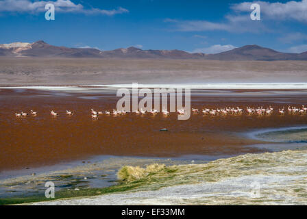 Flamingo birds in red lake in bolivian desert near Salar de Uyuni Stock Photo