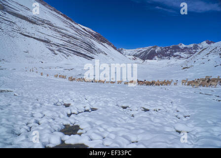 Domestic alpacas on snow in high altitudes in peruvian Andes, south America Stock Photo