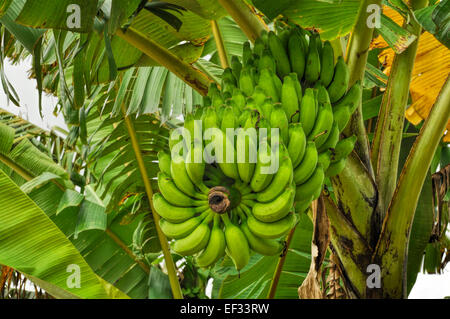 Green bananas growing on tree in Bangladesh Stock Photo
