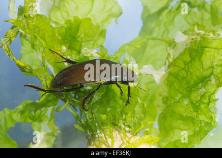 Great Silver Water Beetle, Großer Kolbenwasserkäfer, Kolben-Wasserkäfer, Hydrous piceus, Hydrophilus piceus, Hydrophilidae Stock Photo