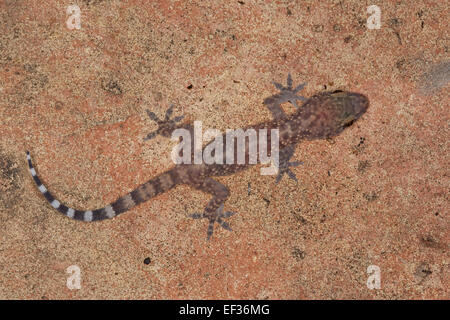 Turkish gecko, Mediterranean House Gecko, Europäischer Halbfinger, Halbfinger-Gecko, Hemidactylus turcicus, Gecko nocturne Stock Photo